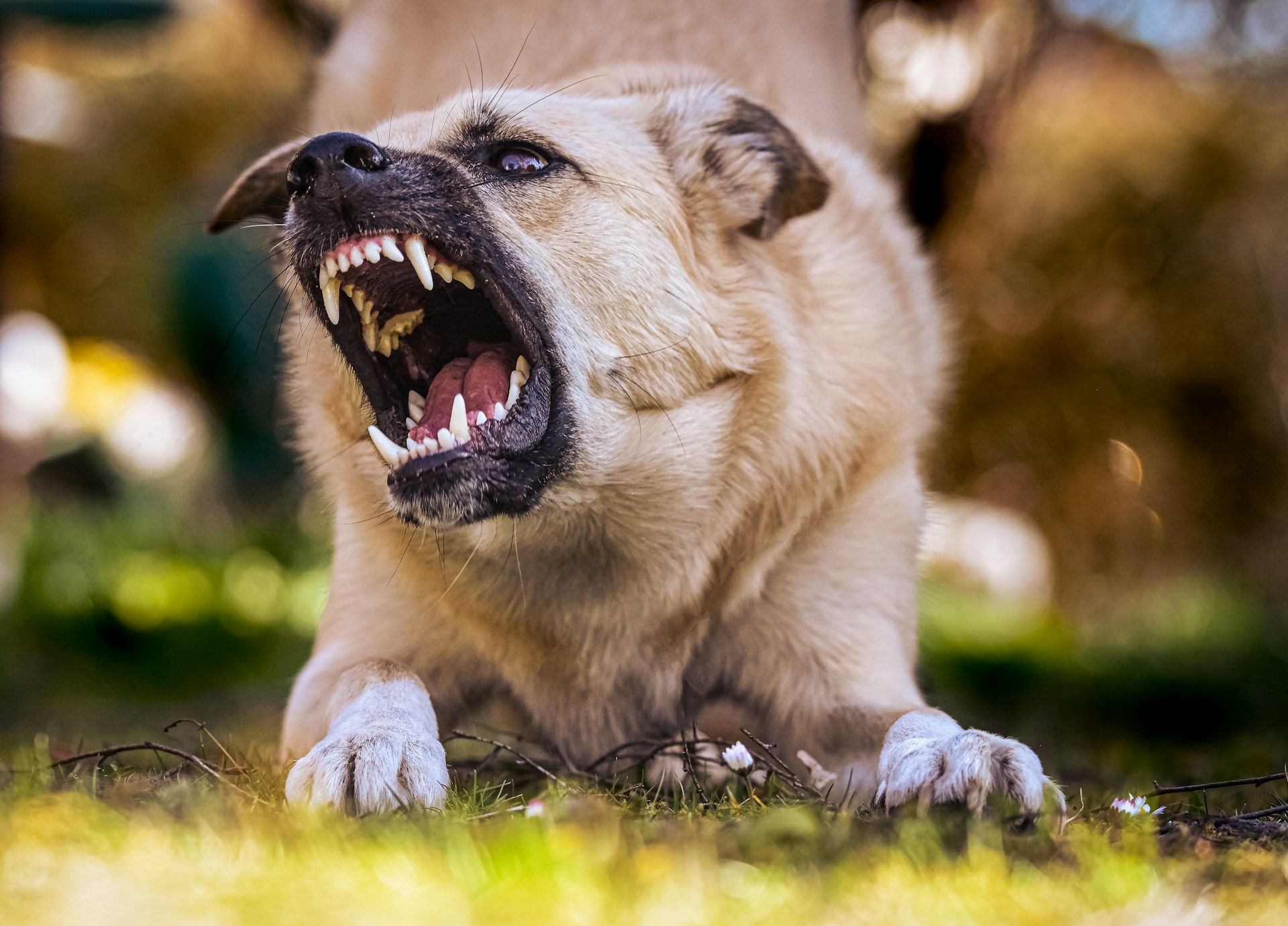 Animal Bites & Human Bites: Symptoms, Treatment & When to Visit ER vs Urgent Care